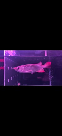 Super Indonesia Red Arowana