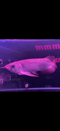 Super Indonesia Red Arowana
