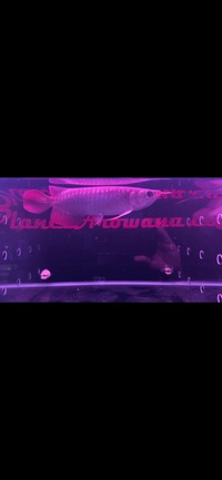 Super Indonesia Red Arowana