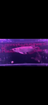 Super Indonesia Red Arowana
