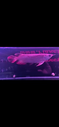 Super Indonesia Red Arowana