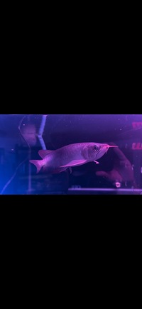 Super Indonesia Red Arowana