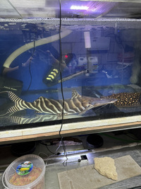 23inch Tigrinus, feeding £650