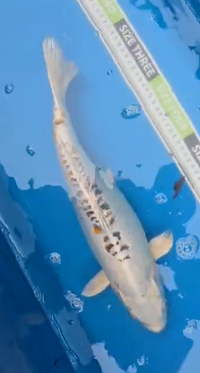 Large Koi for sale