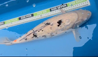 Large Koi for sale