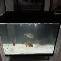 Red belly Pirhanas x4 XL TRADE OR SELL ALL £70