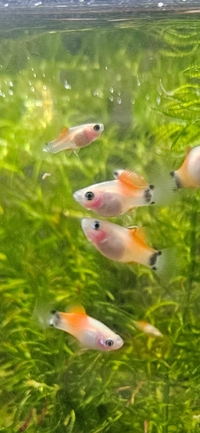 50+ Healthy Platy Fry for Sale – Collection Only