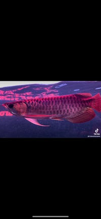 Super Samurai Violet Fusion Super Red