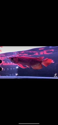Super Samurai Violet Fusion Super Red