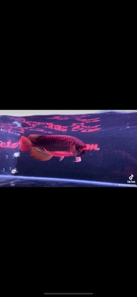 Super Samurai Violet Fusion Super Red