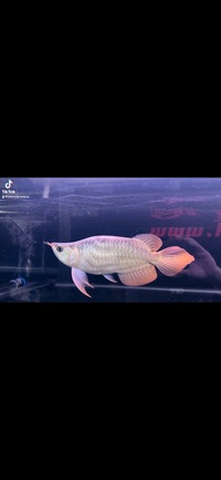 Very Rare King Short Body Indonesian Super Red