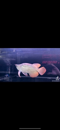Very Rare King Short Body Indonesian Super Red