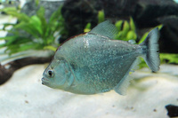 5-6 inch violet line piranha very rare £250