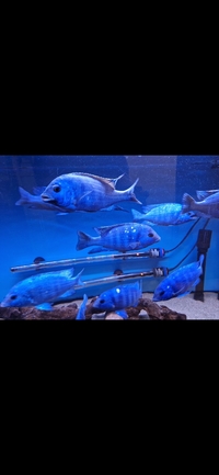 10x Adult Male Star Sapphires - 6 inches size