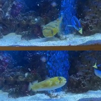 7” porcupine puffer