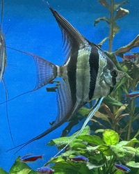 Large Orinoco Altum Angelfish