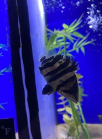Multiple fish for sale