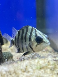 Multiple fish for sale