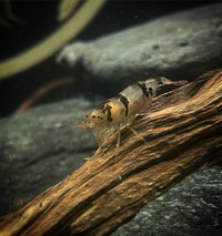 15 Raccoon Tiger Shrimp