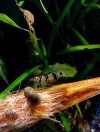 15 Raccoon Tiger Shrimp