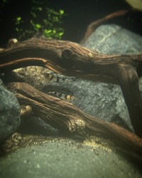 15 Raccoon Tiger Shrimp