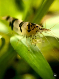 15 Raccoon Tiger Shrimp