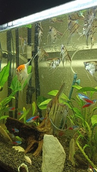 Baby angelfish London