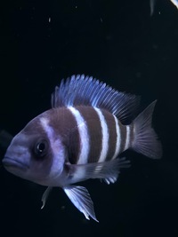 1st Gen Tank Bred Blue Zaire Moba Frontosa Cichlids UK Shipping Availiable