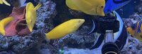 Few Marine fish in West London