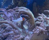 Few Marine fish in West London