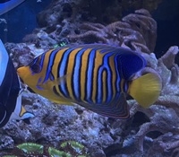 Few Marine fish in West London