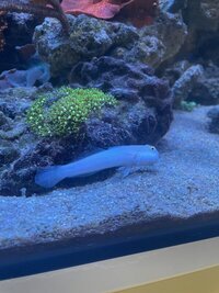Few Marine fish in West London