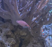Few Marine fish in West London