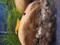 Tropcal fish Orange shrimps
