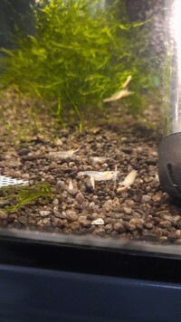 Tropical fish snowball shrimps