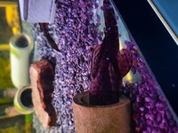 Tropical fish honeycomb Plecos