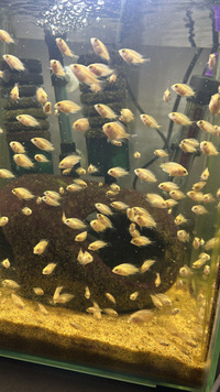 Snow White Cichlid Babies For Sale