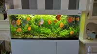 Discus and other tropical fish for sale. Shutting down down tank