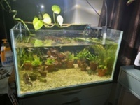 26” x 19” x 15”h x 2 aquariums & equipment