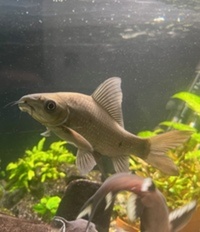 black shark Labeo chrysophekadion 7"