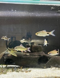 Various fish job lot