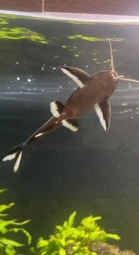 synodontis granulosus x 3