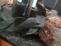 L330 Watermelon Pleco 9 inches £150
