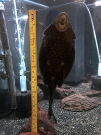 L330 Watermelon Pleco 9 inches £150