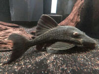 L330 Watermelon Pleco 9 inches £150