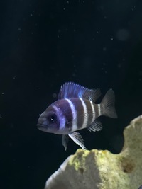 1st Gen Tank Bred Blue Zaire Moba Frontosa Cichlids UK Shipping Availiable