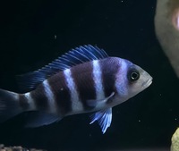 1st Gen Tank Bred Blue Zaire Moba Frontosa Cichlids UK Shipping Availiable