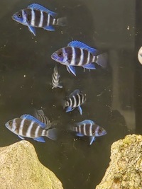1st Gen Tank Bred Blue Zaire Moba Frontosa Cichlids UK Shipping Availiable