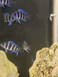1st Gen Tank Bred Blue Zaire Moba Frontosa Cichlids UK Shipping Availiable