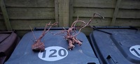 Spider wood
